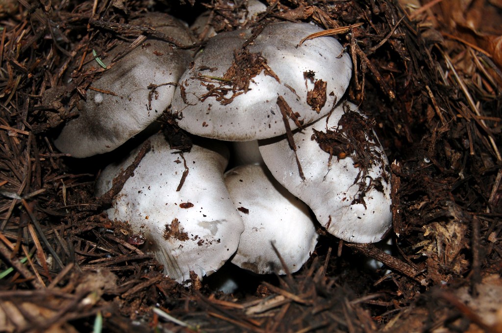 Le prime  morchelle del 2008